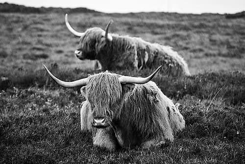 Resting in the Highlands Art Print