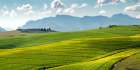 Rolling Fields Art Print