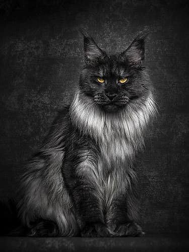 The Master of the House Art Print