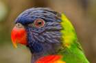 The Rainbow Lorikeet Art Print