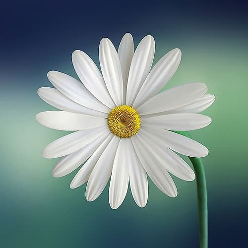 White Daisy Art Print