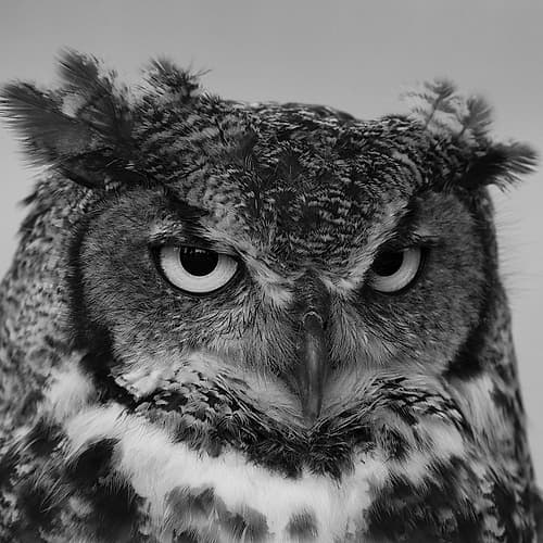 Wise Owl Art Print