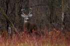Buck Alert White Tailed Deer Art Print