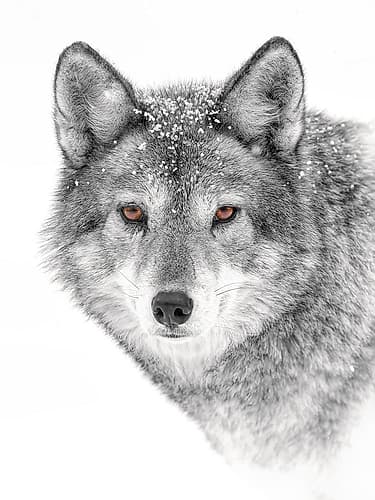 Coyote Closeup Black and White Art Print