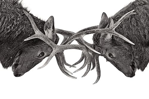 Elk Fight Black and White Art Print