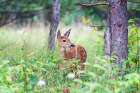 Fawn in the Meadow Art Print