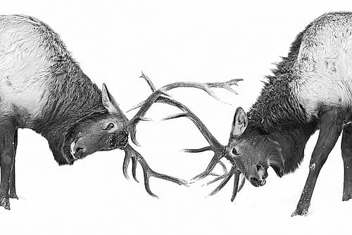 Fighting Elk Art Print