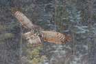 Great Gray Owl in Snowfall Art Print