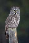 Great Grey Owl on Post Art Print