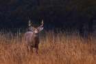 In Autumns fields White Tailed Deer Art Print