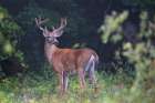 In Velvet White Tailed Buck Art Print