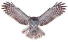 Power Great Gray Owl Art Print