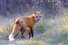 Red Fox in the Autumn Meadow I Art Print