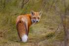 Red Fox in the Autumn Meadow II Art Print