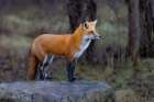 Red Fox Spots Another Fox Art Print