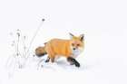 Red Fox Walking in the Snow Art Print