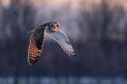 Short Eared Owl in Flight at Sunset Art Print