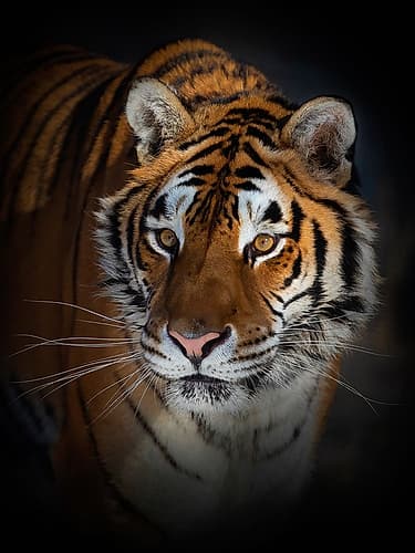 Siberian Tiger Art Print