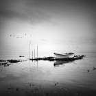 Boat and Birds Art Print