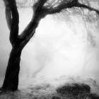 Oak Tree Art Print