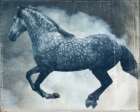 Dapple Horse Art Print