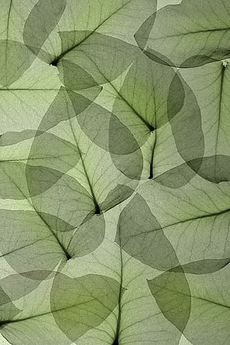 Eucalyptus Art Print