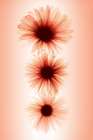 Daisies Art Print