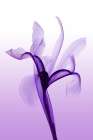 Iris I Art Print