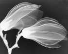 Magnolia I Art Print