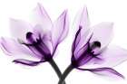Orchids I Art Print