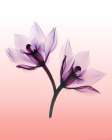 Orchids II Art Print