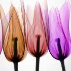 Tulips I Art Print