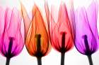 Tulips II Art Print