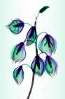 Yucca Art Print