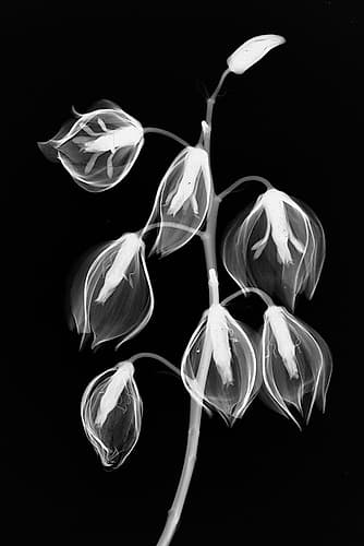 Yucca Inverse Art Print