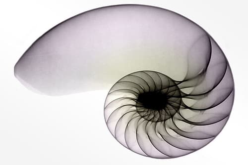 Nautilus I Art Print