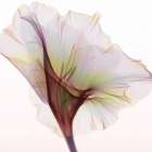 Gladiolus Art Print
