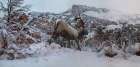 Snowy Elk Art Print