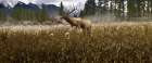 Misty Elk Art Print