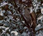 Snowy Owl Art Print