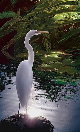 Egret Light Art Print