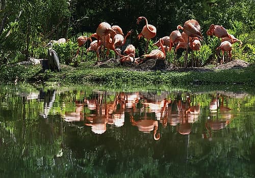 Flamingo Party Art Print