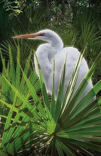 Palmetto Egret Art Print