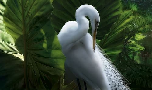 Pristine Plumage Art Print