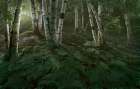 Alluring Glade Art Print