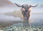 Bovine Highlander I Art Print
