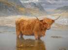 Bovine Highlander II Art Print