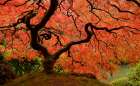 Brilliant Red Maple Art Print