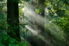 Light Through the Trees Art Print