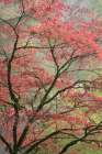 Red Zen Art Print